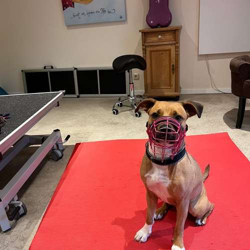 Hundeauslaufgebiet-Osteopathie für Kleintiere auf dem Therapiehof Steffan-Bild