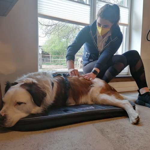 Hundeauslaufgebiet-Osteopathie für Kleintiere auf dem Therapiehof Steffan-Bild