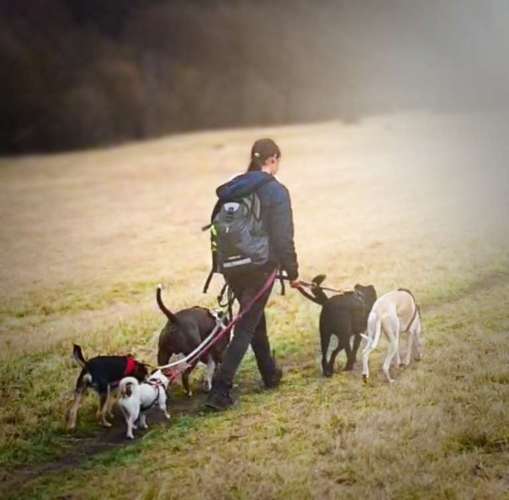 Hundeauslaufgebiet-Hundeparadies-Bild