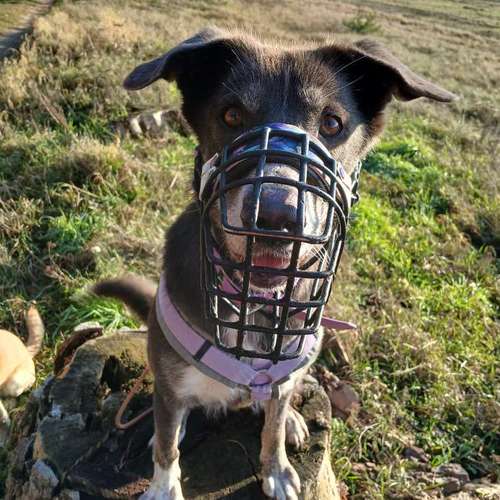 Hundeauslaufgebiet-Pfotenpflege die mobile Tierbetreuung-Bild