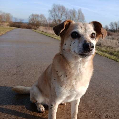 Hundeauslaufgebiet-Pfotenpflege die mobile Tierbetreuung-Bild