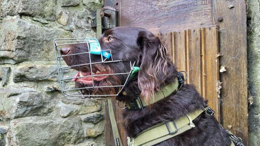 Hundeauslaufgebiet-Maulkorbberatung Louisa Deller-Bild