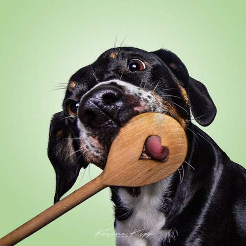 Hundeauslaufgebiet-Karina Kopp-Bild