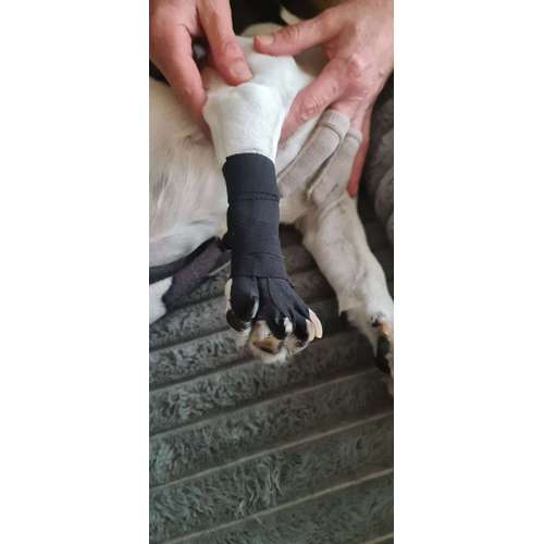 Hundeauslaufgebiet-Painless Paws Mobile Tierphysiotherapie-Bild