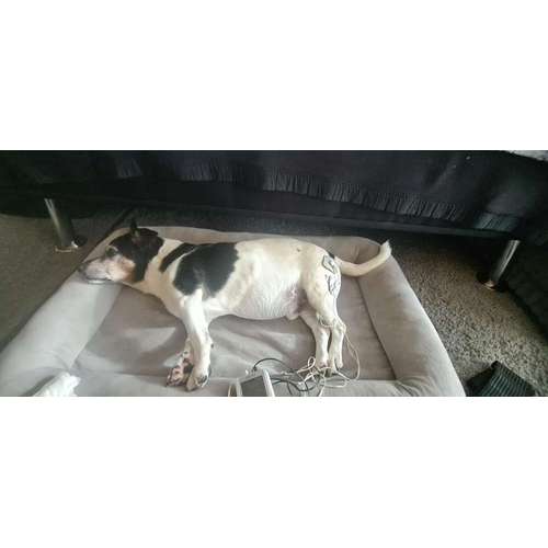 Hundeauslaufgebiet-Painless Paws Mobile Tierphysiotherapie-Bild