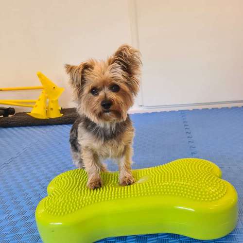 Hundeauslaufgebiet-Painless Paws Mobile Tierphysiotherapie-Bild