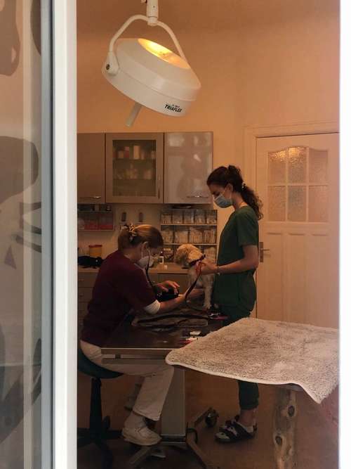 Hundeauslaufgebiet-Corinna Cornand-Bild