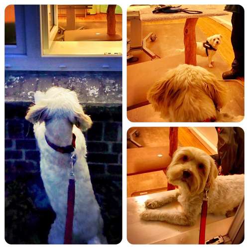 Hundeauslaufgebiet-Corinna Cornand-Bild