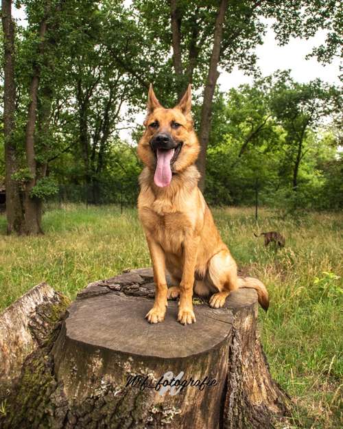 Hundeauslaufgebiet-NRF_fotografie-Bild