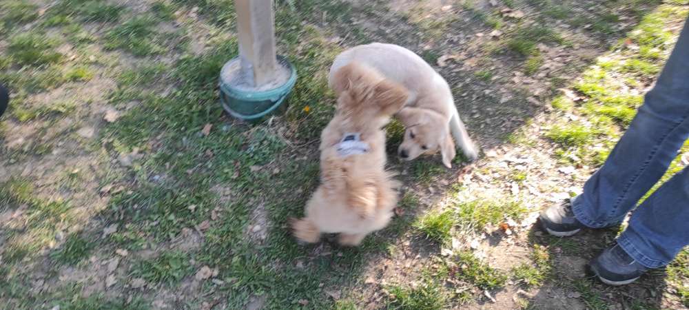 Hundeauslaufgebiet-Hundezentrum Taunuspfoten-Bild