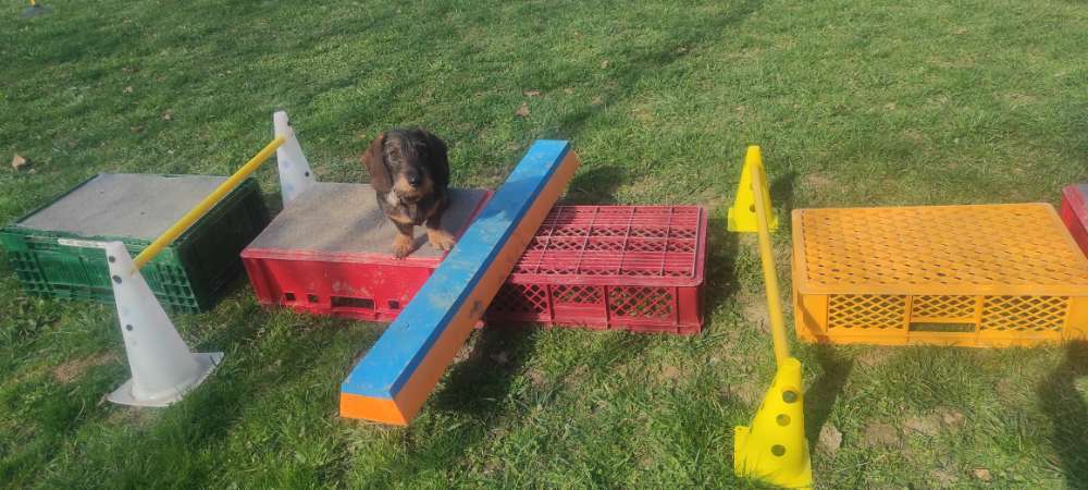 Hundeauslaufgebiet-Hundezentrum Taunuspfoten-Bild