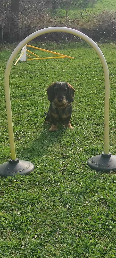 Hundeauslaufgebiet-Hundezentrum Taunuspfoten-Bild