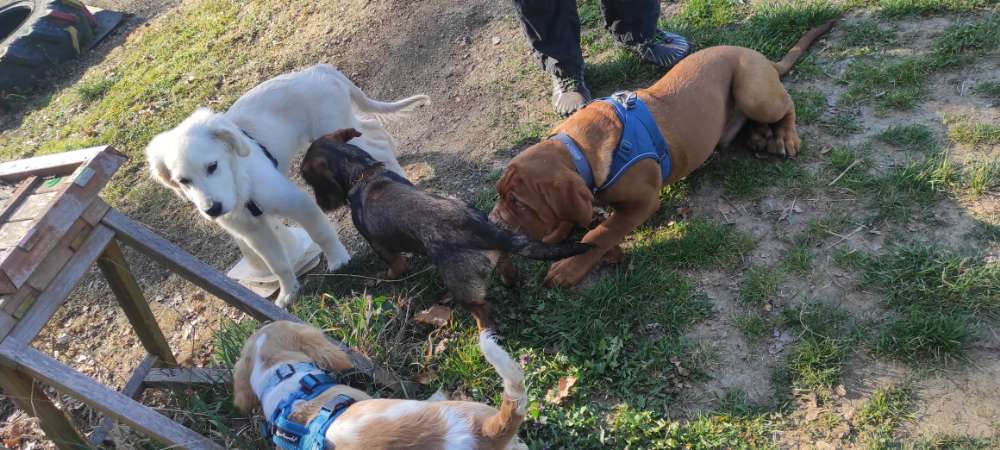 Hundeauslaufgebiet-Hundezentrum Taunuspfoten-Bild