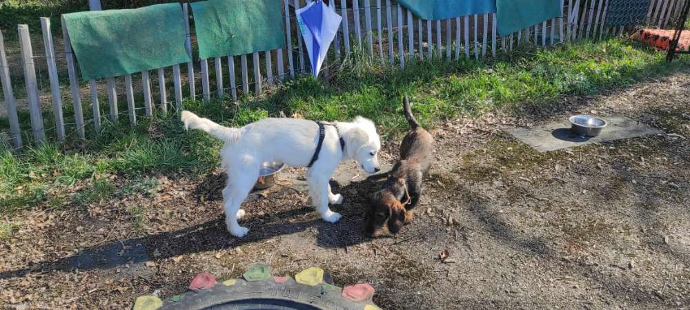 Hundeauslaufgebiet-Hundezentrum Taunuspfoten-Bild