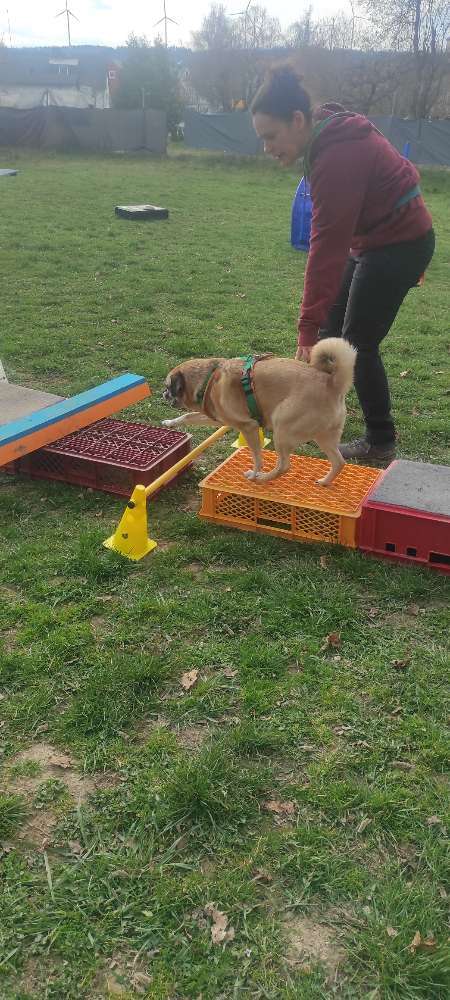 Hundeauslaufgebiet-Hundezentrum Taunuspfoten-Bild