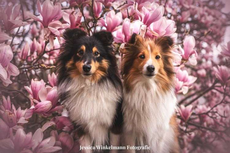 Hundeauslaufgebiet-Paws & Passion Tierfotografie-Bild