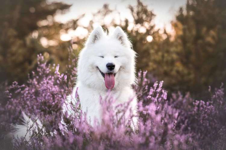 Hundeauslaufgebiet-Paws & Passion Tierfotografie-Bild