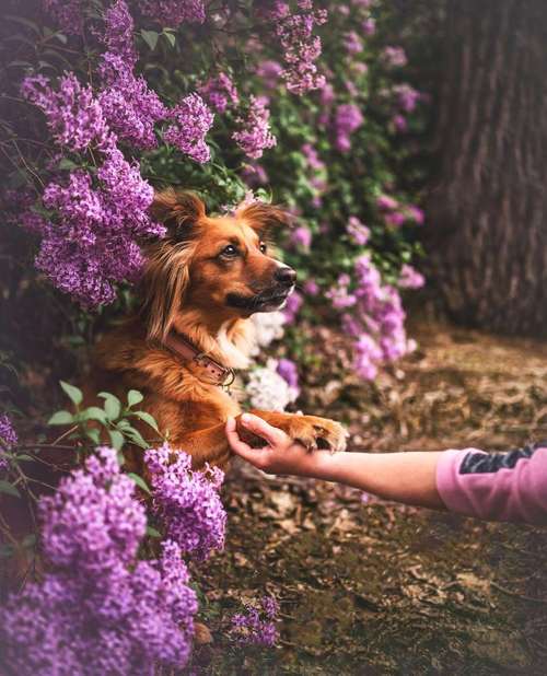 Hundeauslaufgebiet-Paws & Passion Tierfotografie-Bild