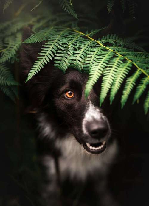 Hundeauslaufgebiet-Paws & Passion Tierfotografie-Bild