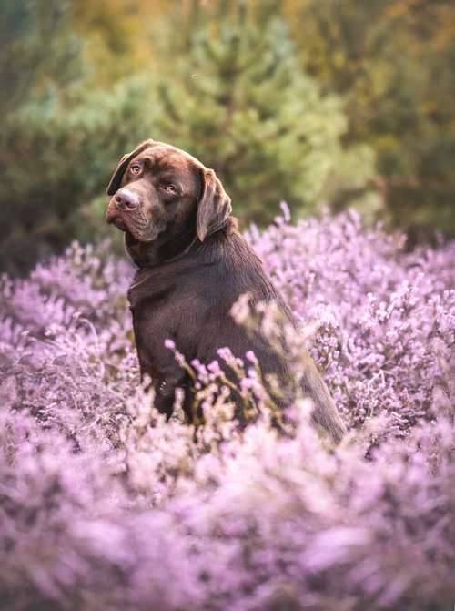 Hundeauslaufgebiet-Paws & Passion Tierfotografie-Bild