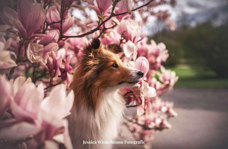 Hundeauslaufgebiet-Paws & Passion Tierfotografie-Bild