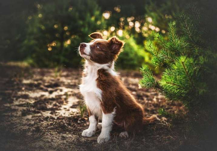 Hundeauslaufgebiet-Paws & Passion Tierfotografie-Bild