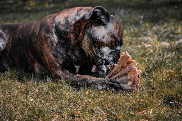 Hundeauslaufgebiet-Outdoor-Rudel-Bild