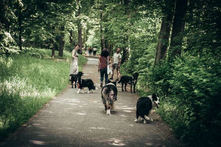 Hundeauslaufgebiet-Isabel Fiut-Bild