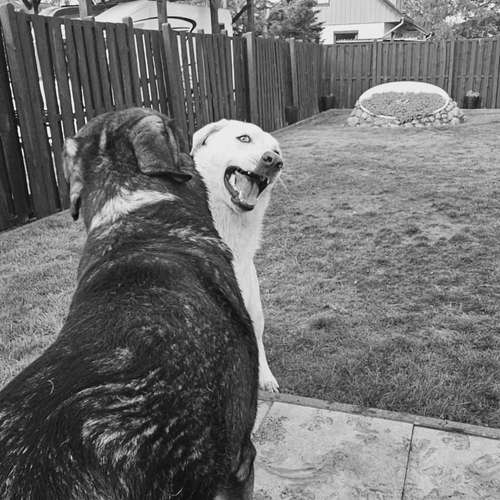 Hundeauslaufgebiet-re-boot your dogmind-Bild