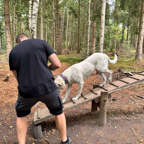 Hundeauslaufgebiet-re-boot your dogmind-Bild