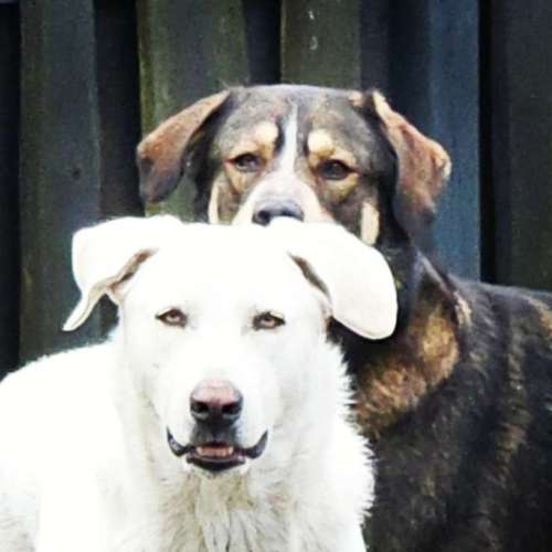 Hundeauslaufgebiet-re-boot your dogmind-Bild