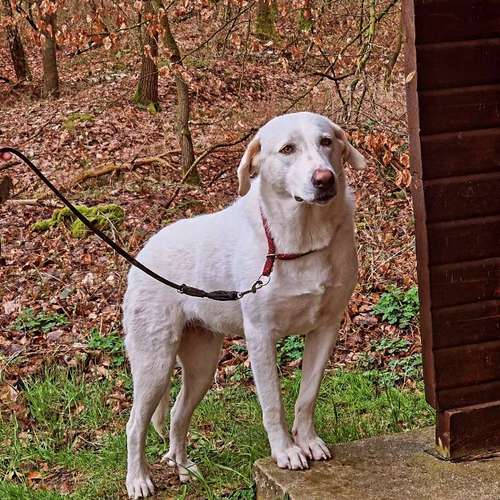 Hundeauslaufgebiet-re-boot your dogmind-Bild