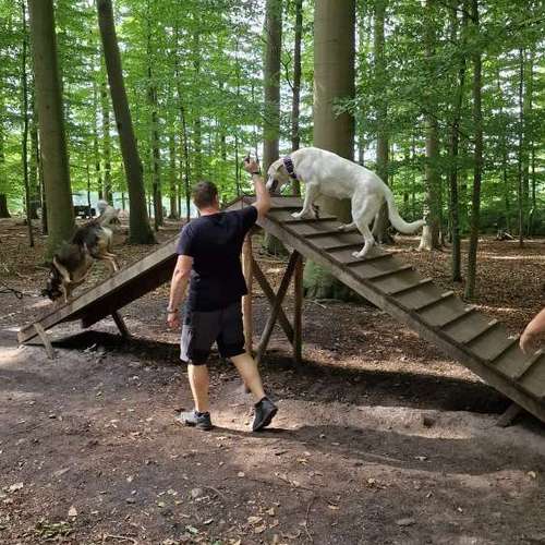 Hundeauslaufgebiet-re-boot your dogmind-Bild