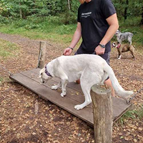 Hundeauslaufgebiet-re-boot your dogmind-Bild