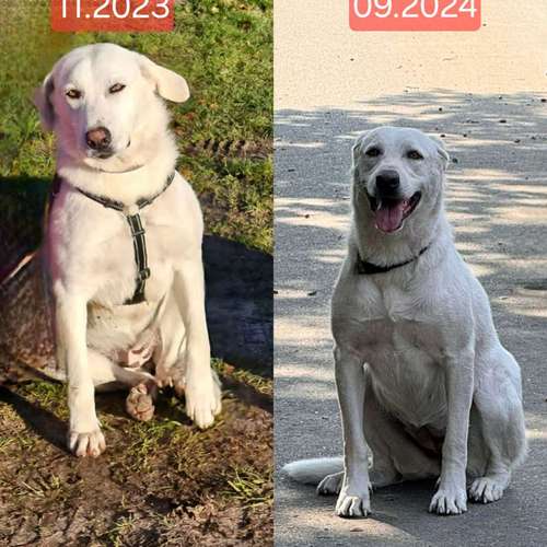 Hundeauslaufgebiet-re-boot your dogmind-Bild