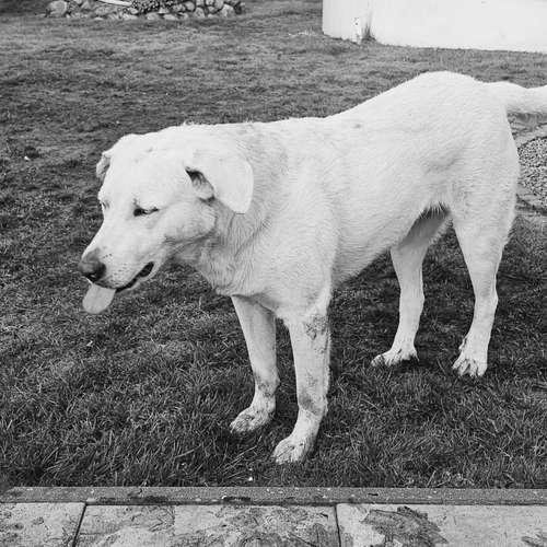 Hundeauslaufgebiet-re-boot your dogmind-Bild