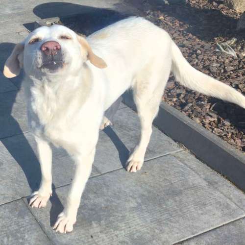 Hundeauslaufgebiet-re-boot your dogmind-Bild