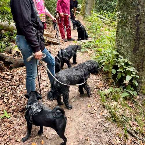 Hundeauslaufgebiet-Larilou - Hundetraining trifft Achtsamkeit-Bild