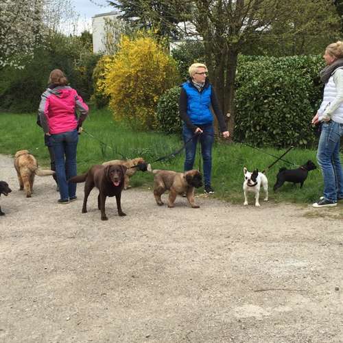Hundeauslaufgebiet-Larilou - Hundetraining trifft Achtsamkeit-Bild