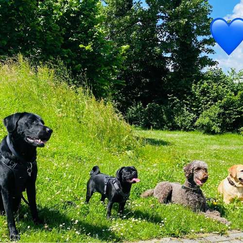 Hundeauslaufgebiet-Larilou - Hundetraining trifft Achtsamkeit-Bild