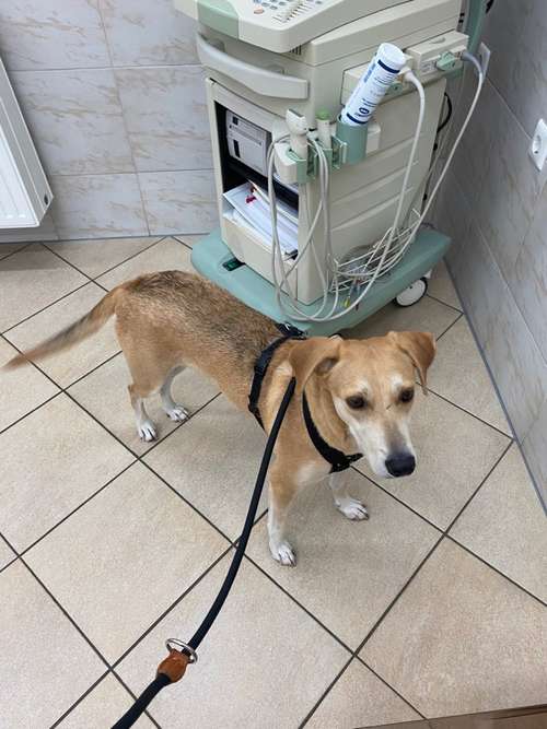 Hundeauslaufgebiet-Dr. Corinna Welzel-Bild