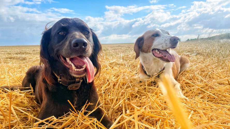 Hundeauslaufgebiet-Kreative-Megapixel Fotografie-Bild