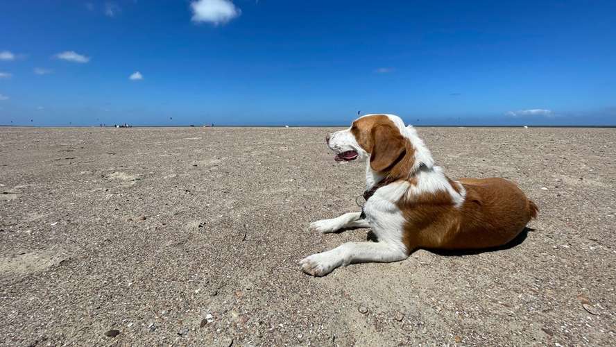 Hundeauslaufgebiet-Kreative-Megapixel Fotografie-Bild