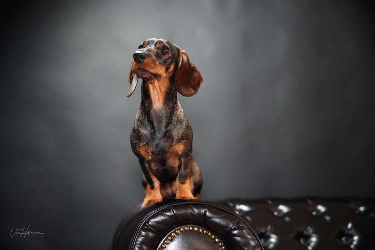 Hundeauslaufgebiet-Kreative-Megapixel Fotografie-Bild