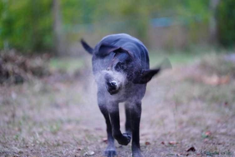 Hundeauslaufgebiet-Kreative-Megapixel Fotografie-Bild