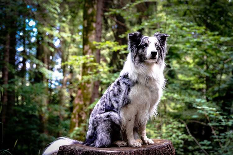 Hundeauslaufgebiet-Kreative-Megapixel Fotografie-Bild