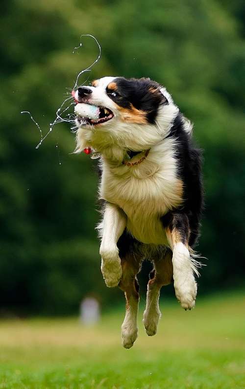 Hundeauslaufgebiet-Kreative-Megapixel Fotografie-Bild