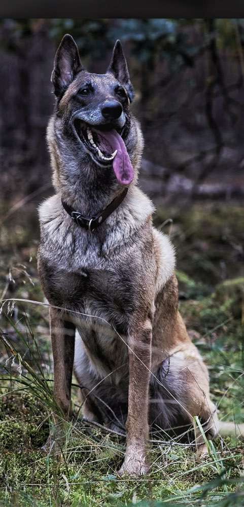 Hundeauslaufgebiet-Kreative-Megapixel Fotografie-Bild