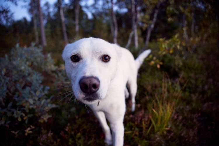 Hundeauslaufgebiet-Kreative-Megapixel Fotografie-Bild