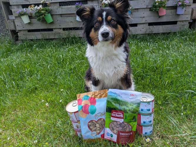 Hundeauslaufgebiet-mobiler Hunde und Kleintierservice-Bild